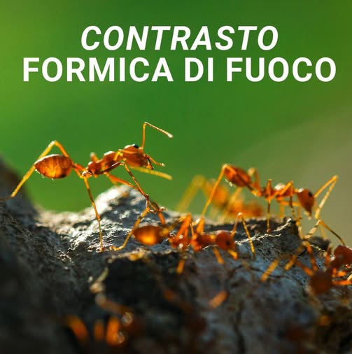 formicadifuoco.jpg